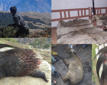 Poaching of rare wildlife goes unbridled in Kalikot (photo feature)